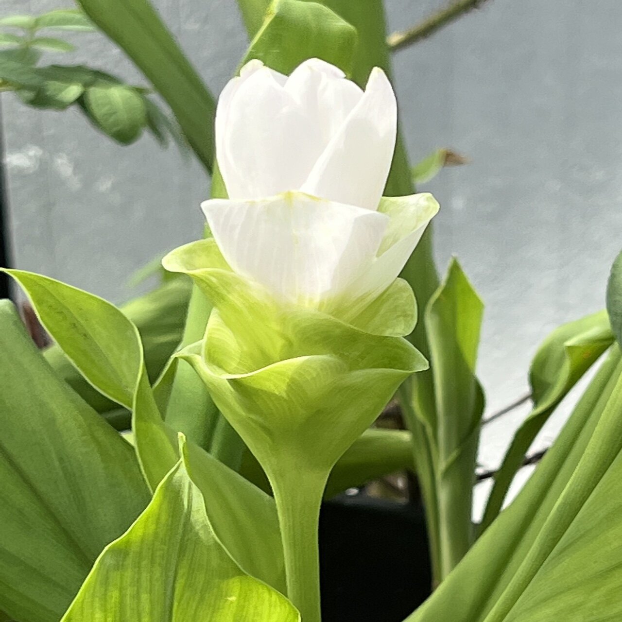 続 クルクマの開花と わが家の夏の花 松本路子 Note