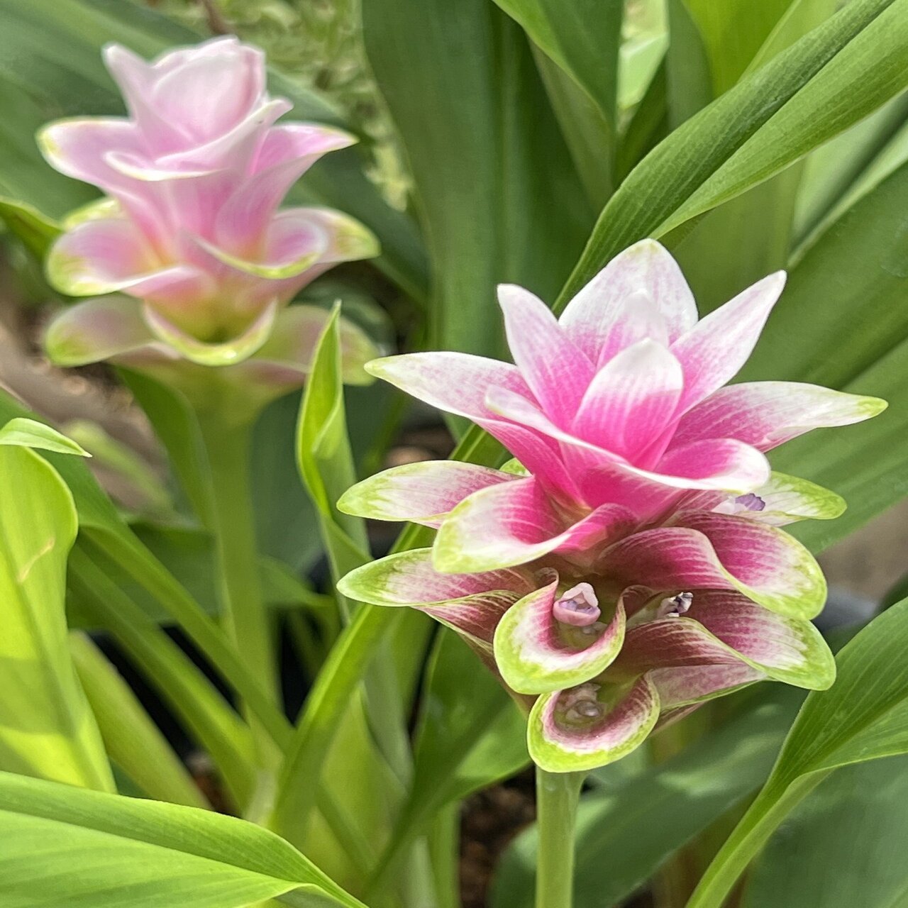 続 クルクマの開花と わが家の夏の花 松本路子 Note