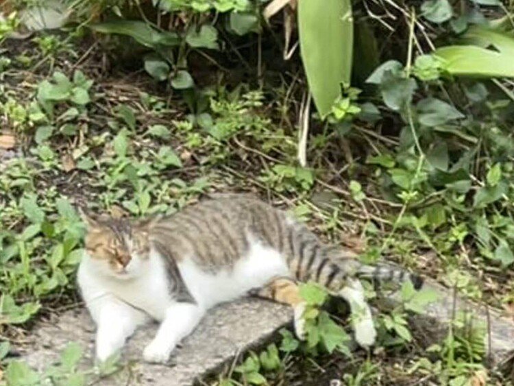 若王子神社周辺猫。今日は、スロープの雑草は刈り取られ、見晴らしは良くなっていたが、暑さのせいか、肝心の猫がまばら。それでも、4匹が昼ご飯前の時間をゆったりと過ごしていた。