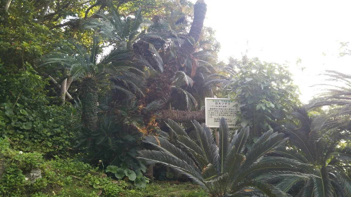 画像11