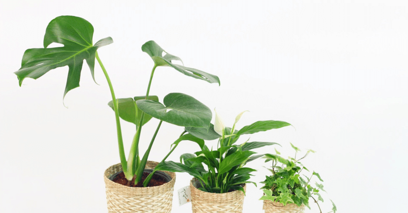 邪気を祓う植物ベスト3と、家に置かないほうが良い植物