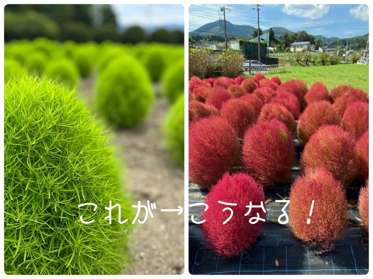 コキアは ほうき草 ほうき 木などの別名もありますね 秋になると紅葉しピンクや赤になります 実家でも植えていたことがあります 紅葉後 引っこ抜いて乾燥させて ほうき として実際使ってました 柄かないので持ち Halihaave M Note コキアは ほうき草 ほうき 木などの別名もありますね 秋になると紅葉しピンクや赤になります 実家でも植えていたことがあります 紅葉後 引っこ抜いて乾燥させて ほうき として実際使ってました 柄かないので持ち Halihaave M Note