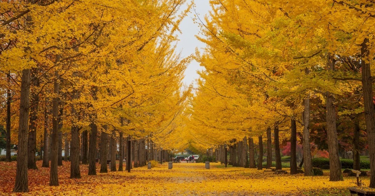 山形県総合運動公園のイチョウ並木 【写真レポート#2】