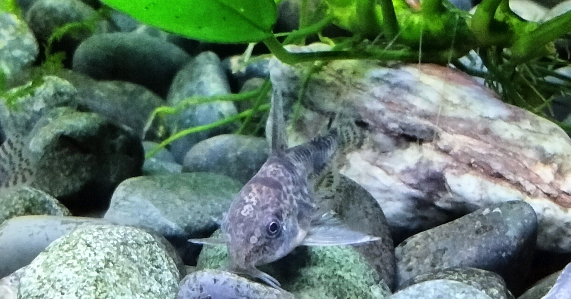 水槽の青コリと縞泥鰌 ねえ見て綺麗だね 言語凸知覚凸 停電の準備してみる ゆうsaien Note 水槽の青コリと縞泥鰌 ねえ見て綺麗だね 言語凸知覚凸 停電の準備してみる ゆうsaien Note