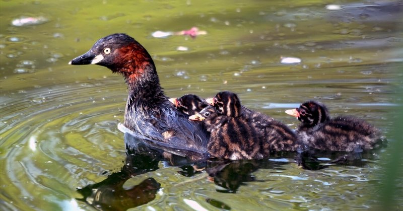 今、街の野鳥は何してる？  気になる真夏の鳥の暮らし