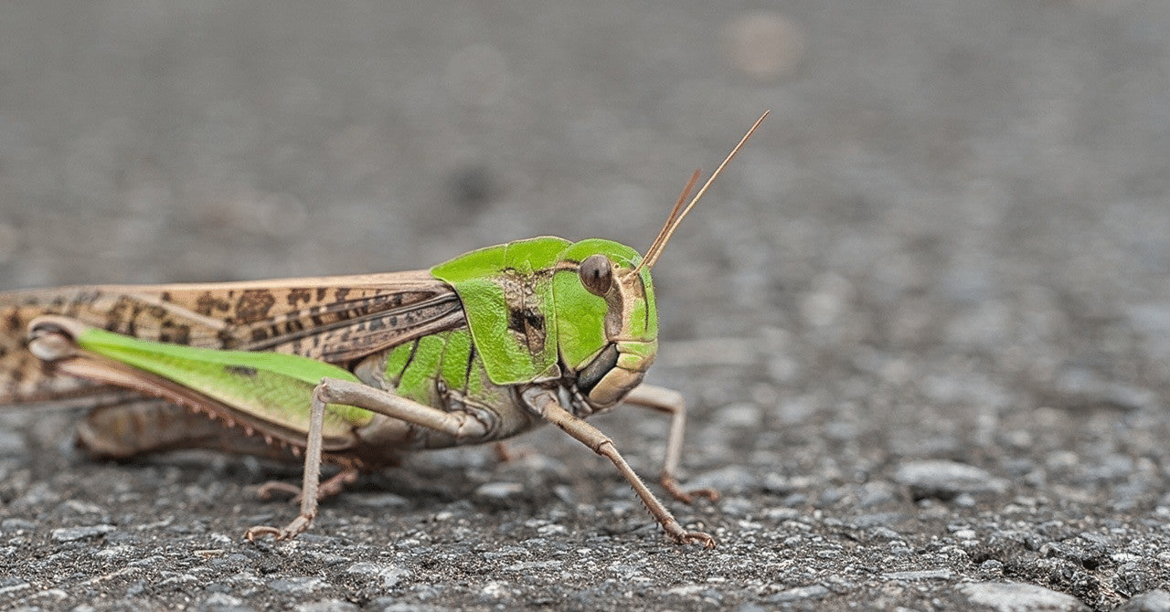 つらい時に読んで めっちゃ笑った本 バッタを倒しにアフリカへ いっかく Note つらい時に読んで めっちゃ笑った本 バッタを倒しにアフリカへ いっかく Note