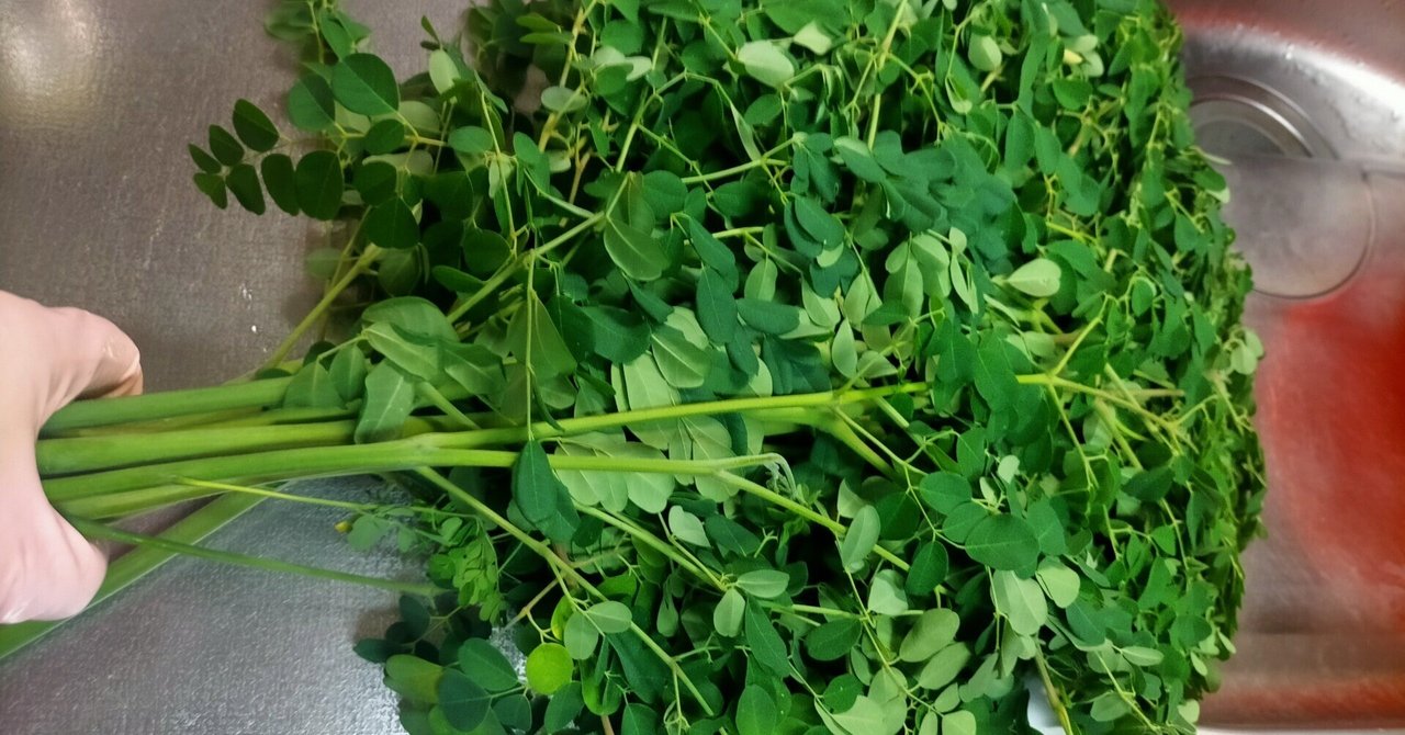 WAL160乾燥モリンガ葉600g WAL160乾燥モリンガ葉600g 農薬・化学肥料不使用 乾燥モリンガ葉