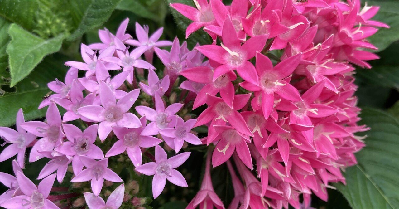 花言葉から考える生き方 ペンタス Saku 目指すは生きるパワースポット Note 花言葉から考える生き方 ペンタス Saku 目指すは生きるパワースポット Note
