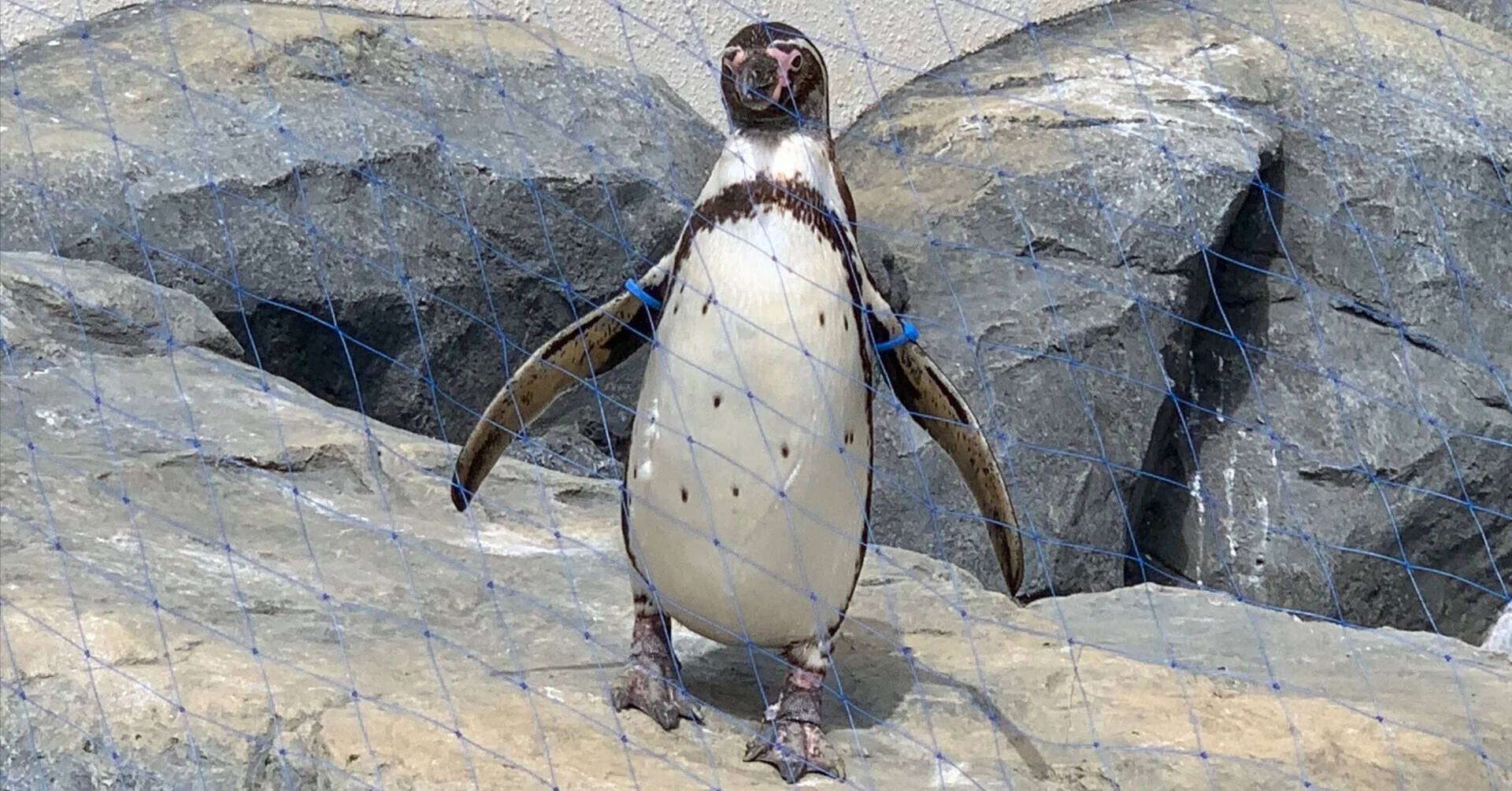 A Prescription for When You Want to Be Filled with Penguins