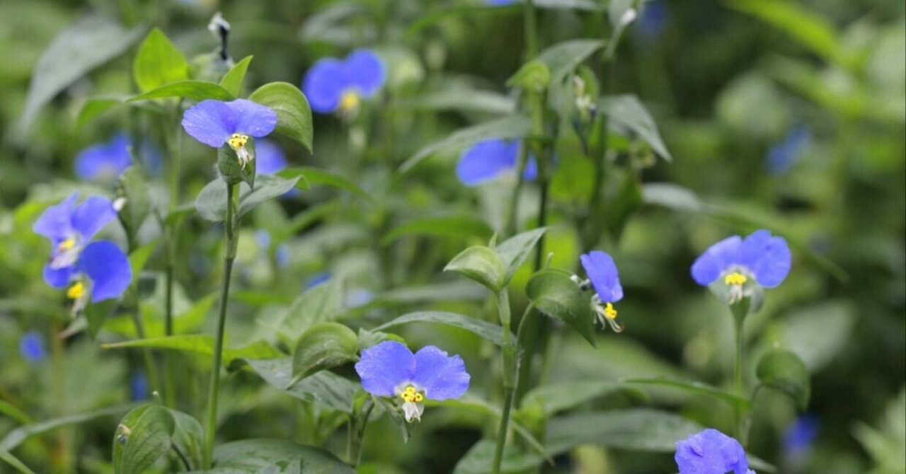 灼熱のアスファルトもへっちゃら 8月 街中で出会える雑草の花５選 ヤマケイの本 Note