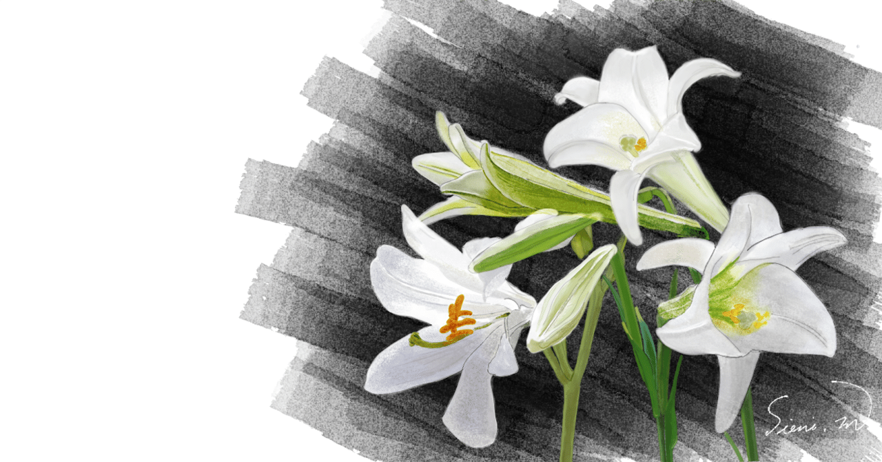 白百合をあなたに 森野 しゑに Note