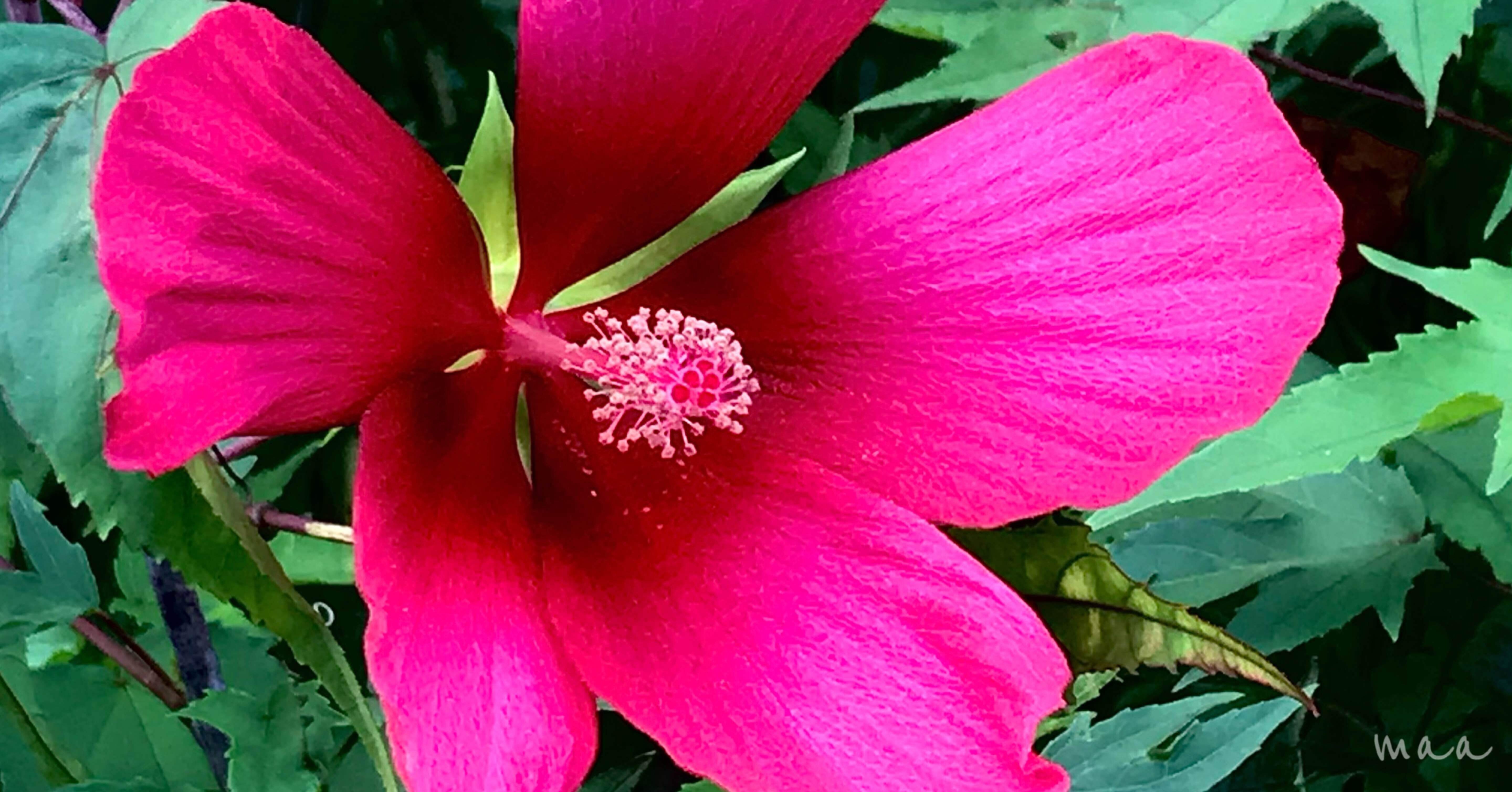 モミジアオイ Maa Note