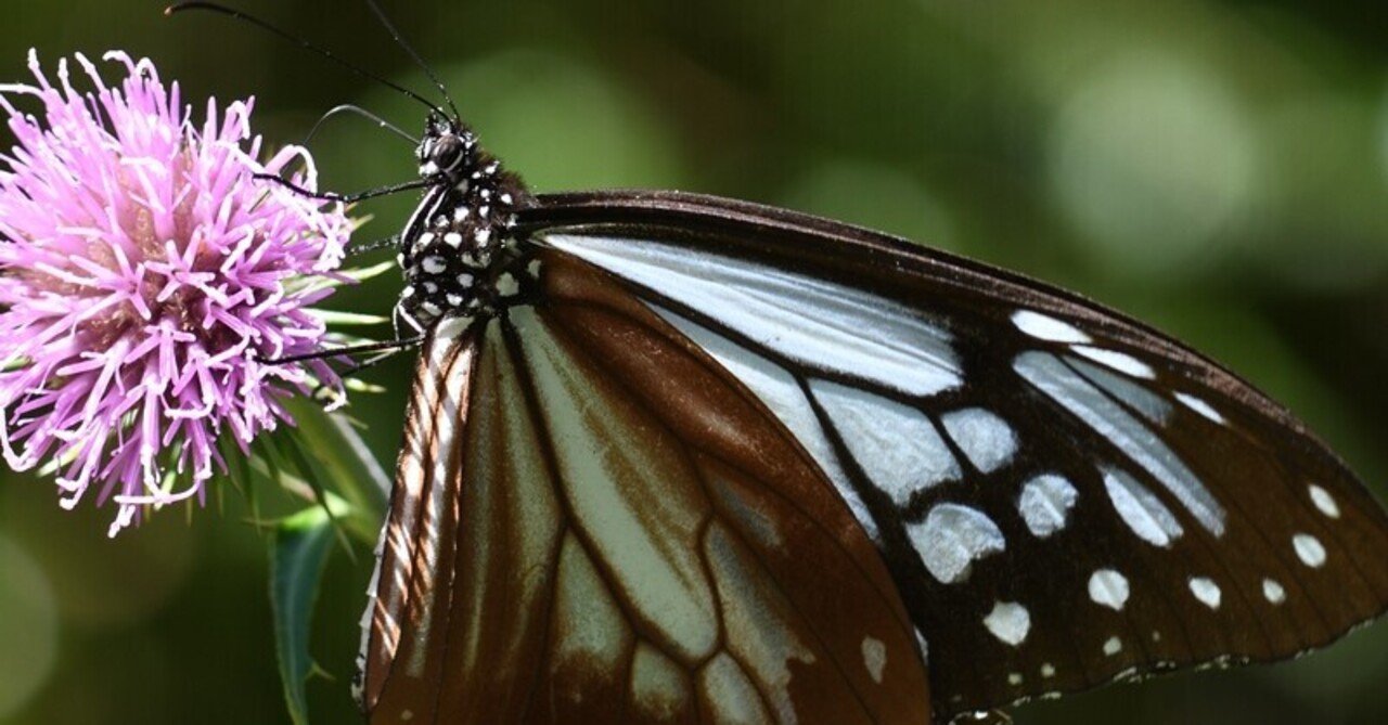 蝶 チョウ の美しさ ysデザイン グループ Note 蝶 チョウ の美しさ ysデザイン グループ Note
