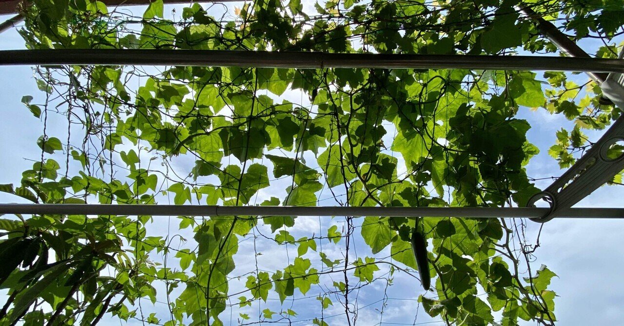 ベランダ菜園の収穫 キュウリ ベビーコーン オクラ 之哲 Yuki Satoru Note ベランダ菜園の収穫 キュウリ ベビーコーン オクラ 之哲 Yuki Satoru Note