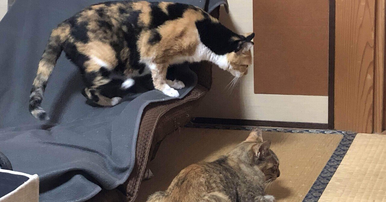 三毛猫と麦わら猫の性格の違い 猫様とごはん Note