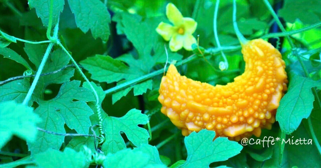 黄色いゴーヤにもお楽しみがある Caffe Mietta みえった Note 黄色いゴーヤにもお楽しみがある Caffe Mietta みえった Note