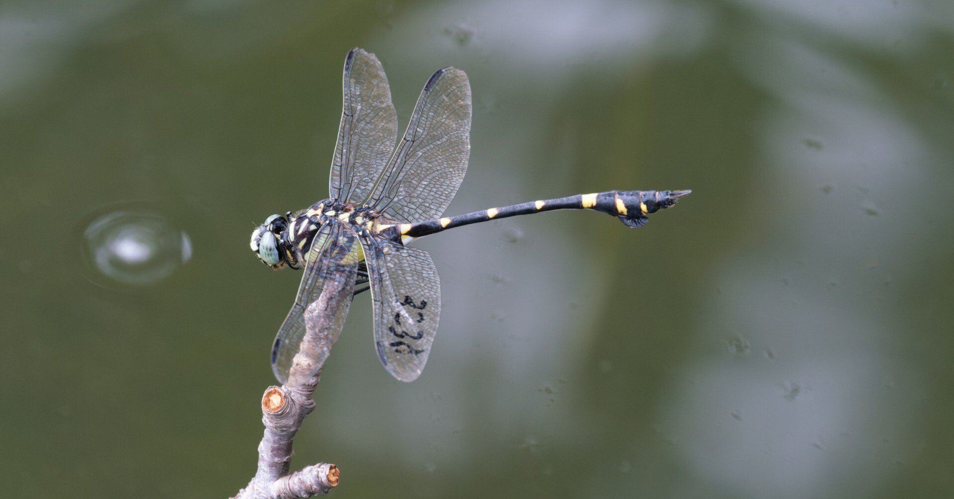 555 雨上がったのでカメラ持って散歩｜RURI
