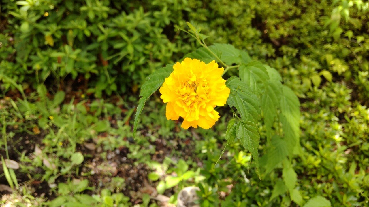 令和4年8月18日 ヤマブキが咲いてるのを2ヵ所で見ました もりのまち みずのうた Note