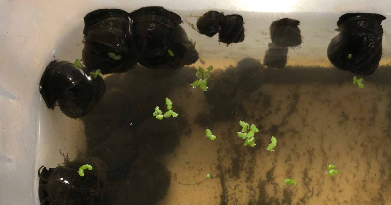 お寺さんにメダカを差し上げてタニシを頂く バンサのエサ Note お寺さんにメダカを差し上げてタニシを頂く バンサのエサ Note