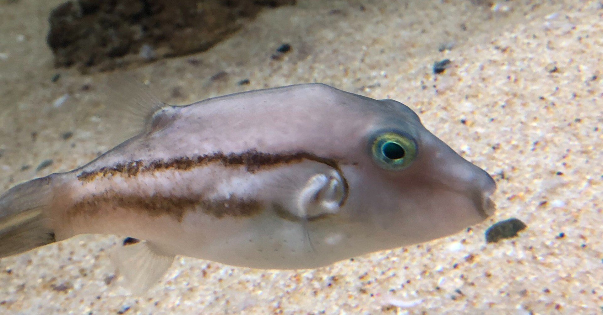 キタマクラ 最も身近で 最もキケンな魚 稲垣湧斗 Note