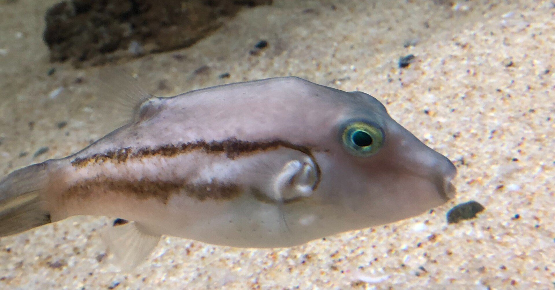 キタマクラ 最も身近で 最もキケンな魚 稲垣湧斗 Note キタマクラ 最も身近で 最もキケンな魚 稲垣湧斗 Note