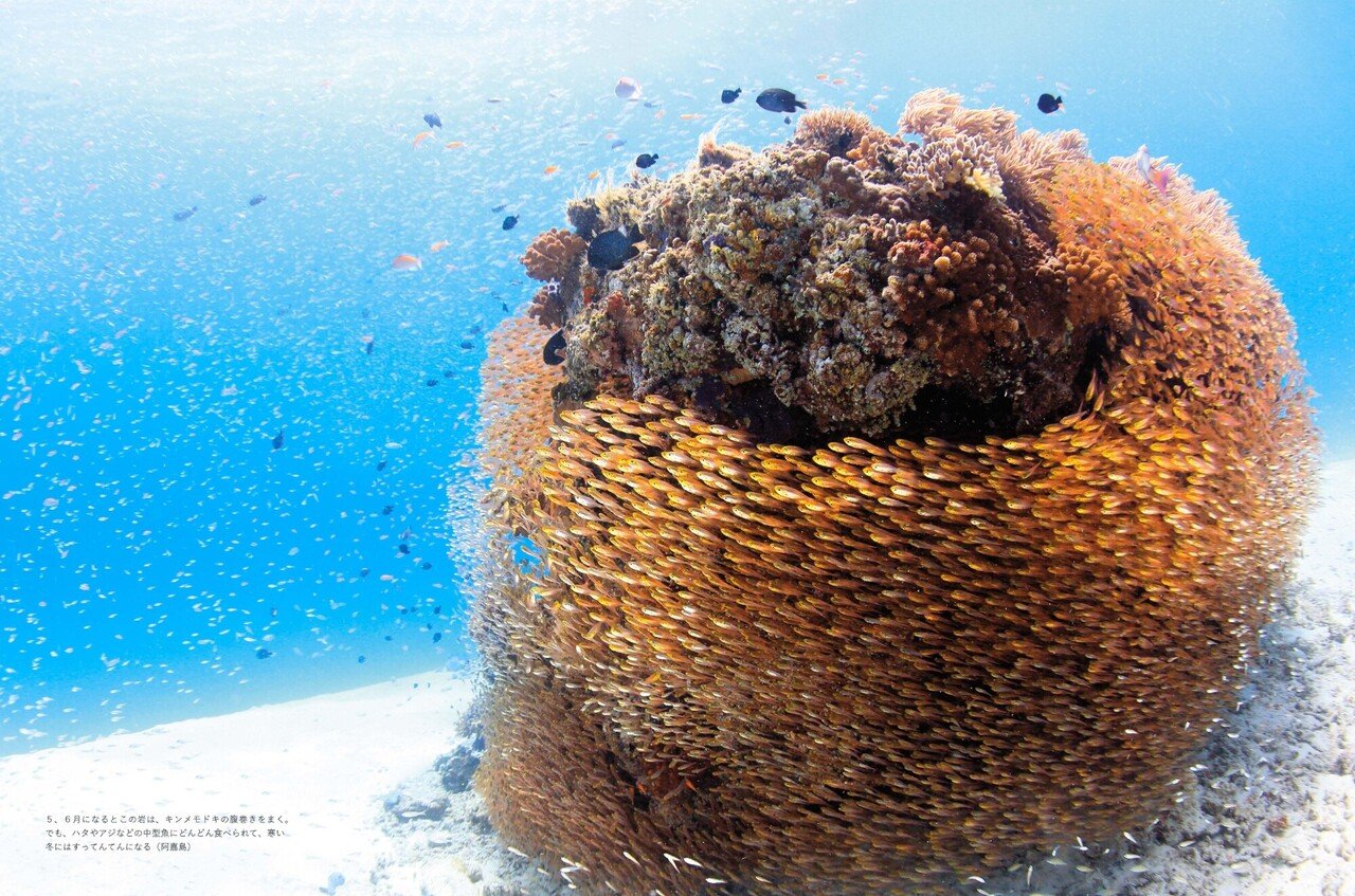 □ 有名水中写真家の水中写真集10冊, image size:1280x847