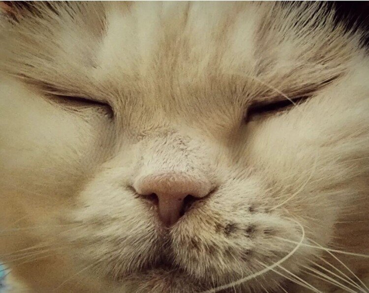 おはよーございます。

今朝もヒラタイヒラタイ平和をありがとう。

佳い世界を。

#cat #neko #猫 #猫の幸 #猫のいる暮らし #猫はちいさいお坊さん #不思議猫 #moritaMiW #love 
https://facebook.com/cat.sachi.2014
https://instagram.com/catsachi.dogfu