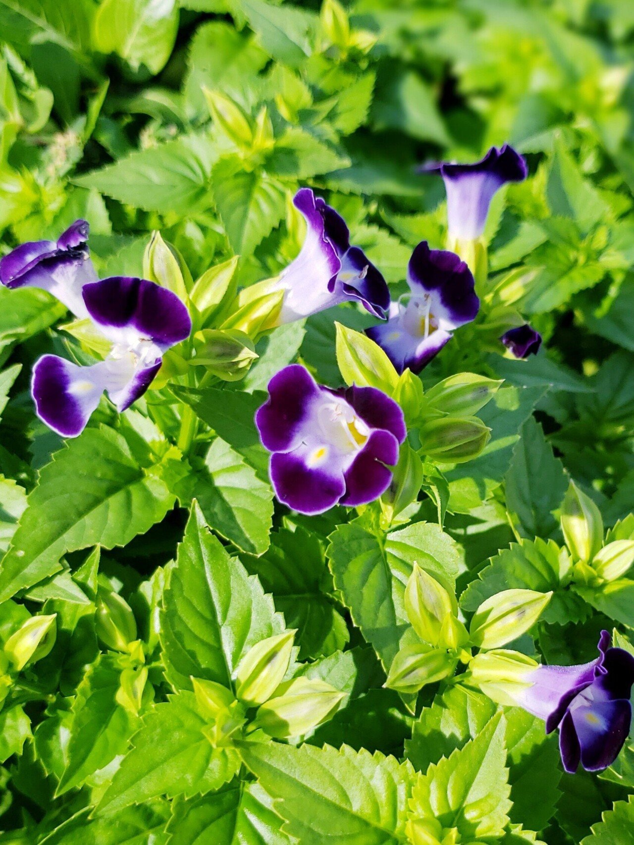 朝日が 輝いています 今日も いい日に なりますように おは戦ak トレニアの花言葉 ひらめき 可憐 温和 愛嬌 トリコ 花言葉研究家 Note