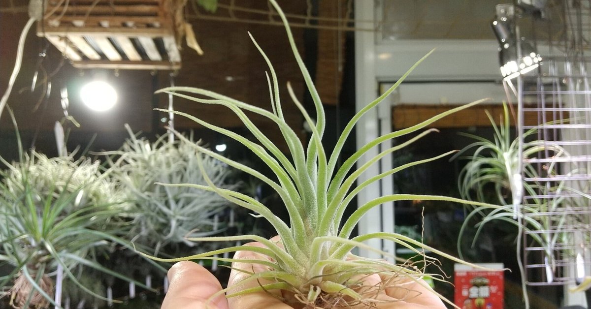 交換無料！ チランジア入荷リスト8/12｜NatureGarden🌿神田 ブロメリア・エアープランツ