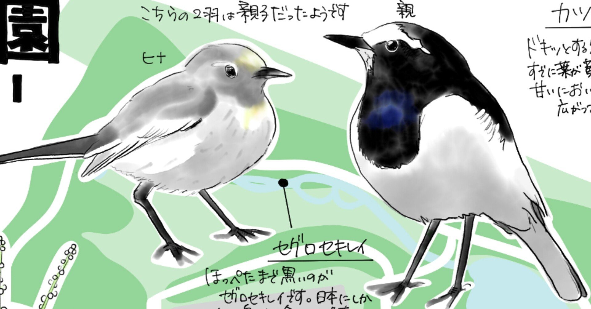 セグロセキレイとドングリの赤ちゃんがいた小山運動公園 自然ガイドのネタ帳 くますけ Note セグロセキレイとドングリの赤ちゃんがいた小山運動公園 自然ガイドのネタ帳 くますけ Note