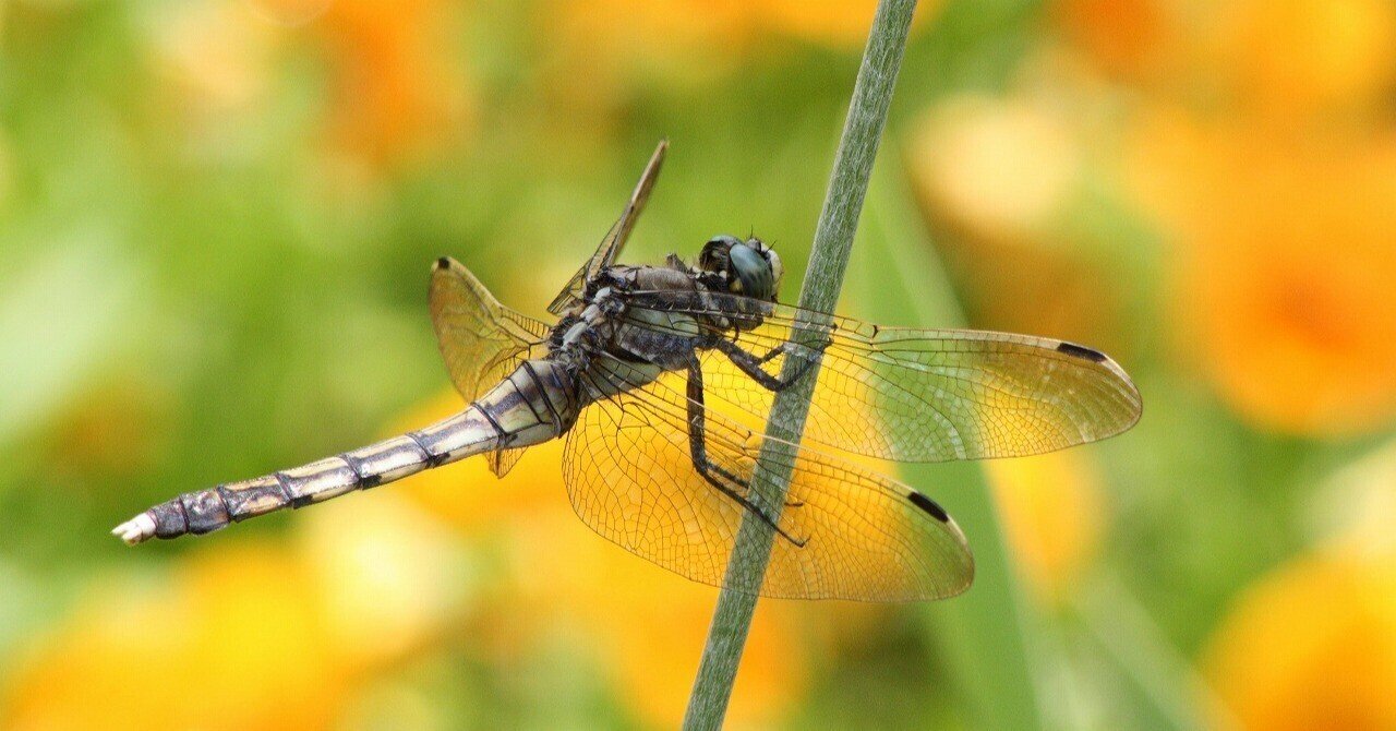 世界一トンボが好きな国は 国際トンボ学会 赤とんぼ Litepi リテピ Note 世界一トンボが好きな国は 国際トンボ学会 赤とんぼ Litepi リテピ Note