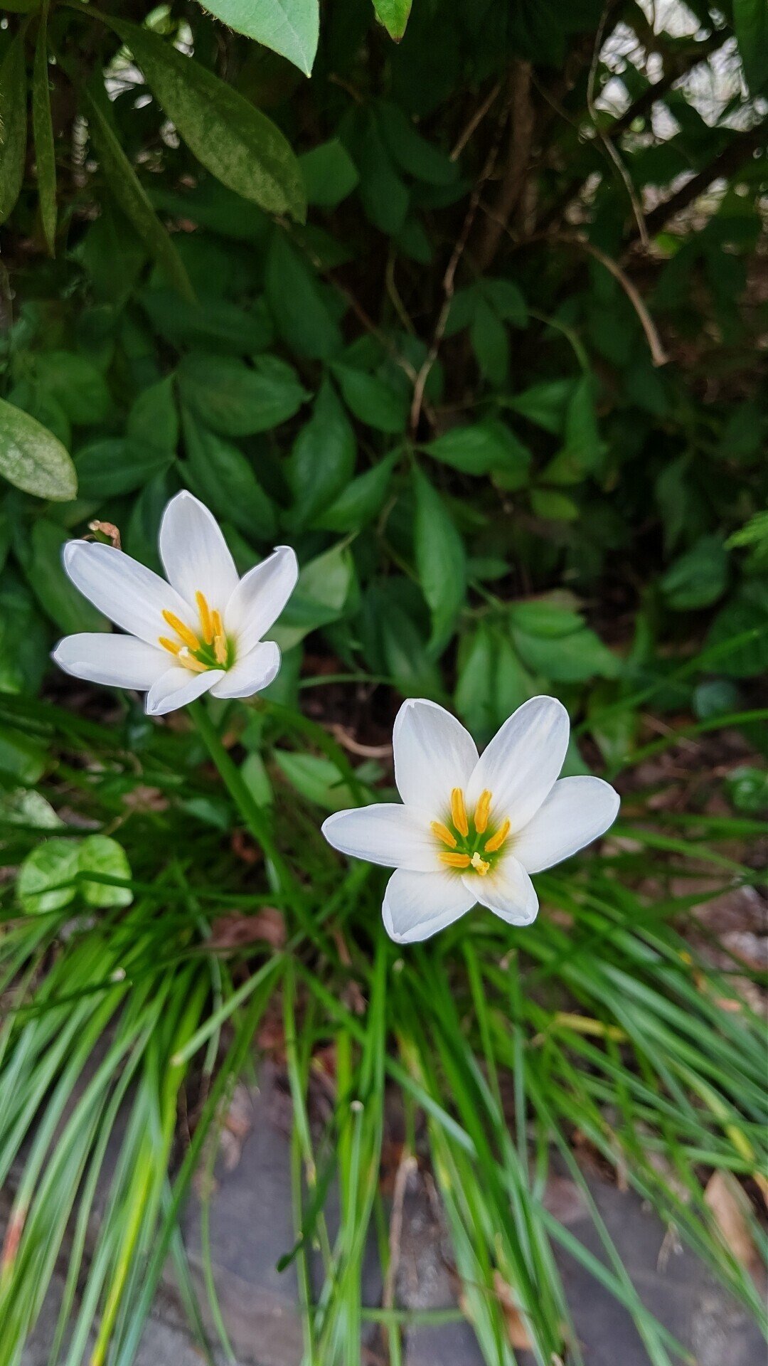 庭の花たち タマスダレ 越庭 風姿 人は悩む 人は得る 創作で Note