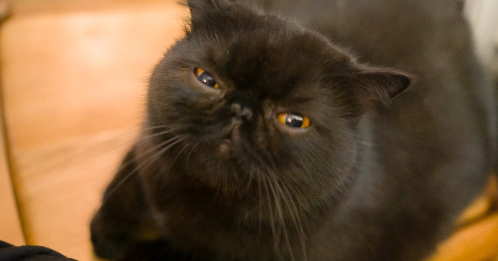 ことらは #ミニトラーズ を小さい猫として認識している． トラ彦