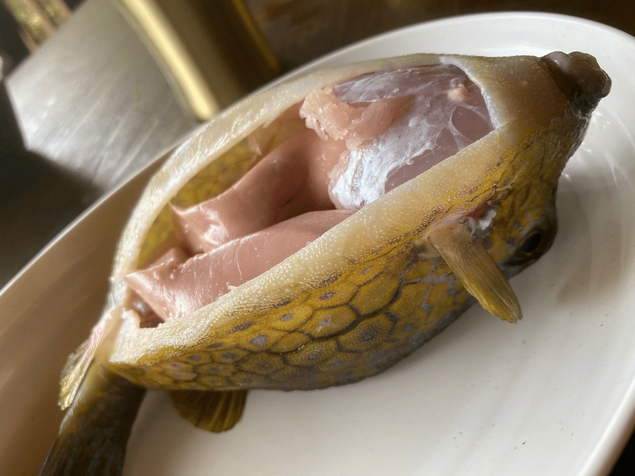 はこふぐを食べる かっとっぽ Shinmr Note はこふぐを食べる かっとっぽ Shinmr Note