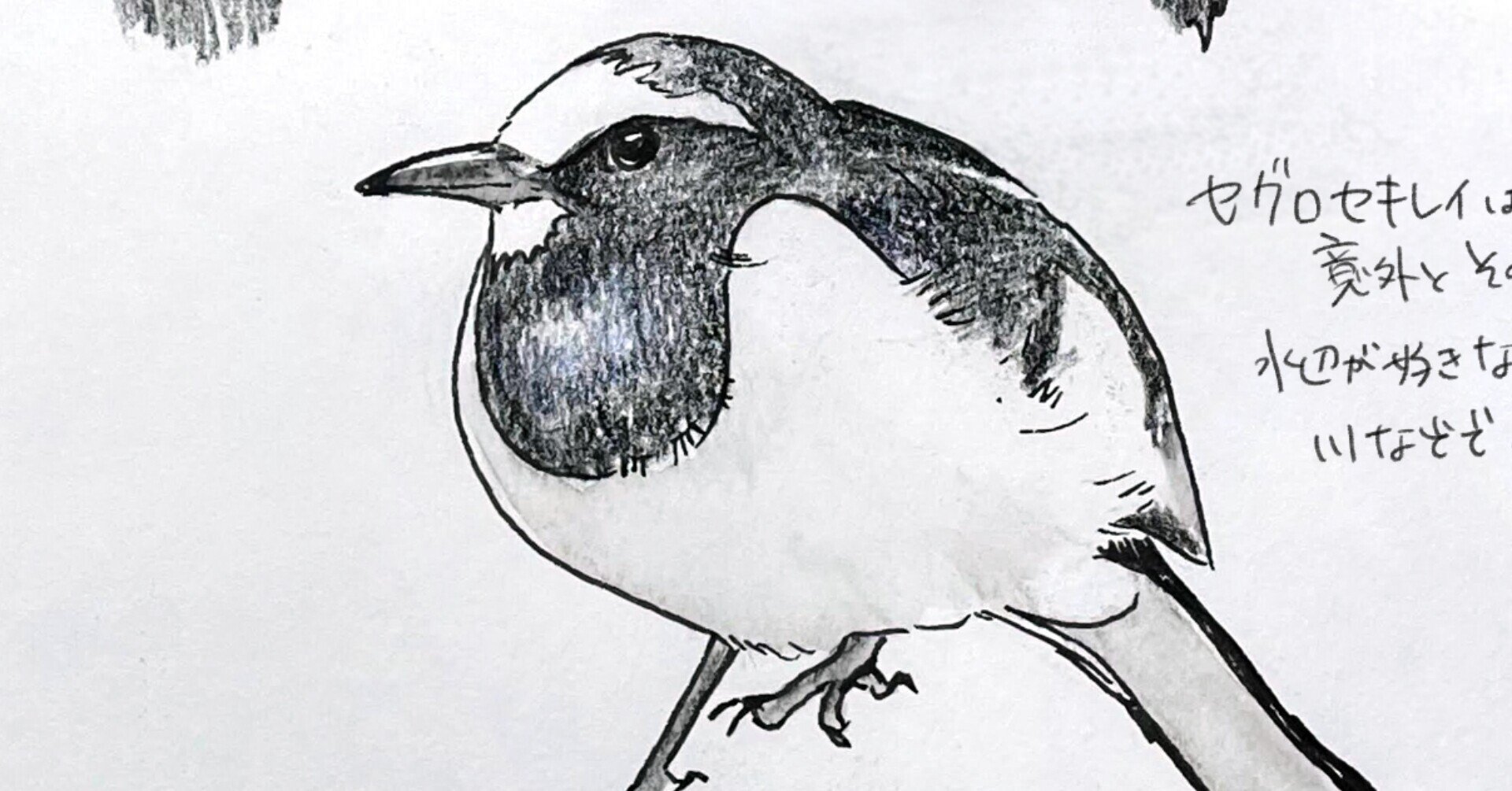 簡単に出会える日本固有種 セグロセキレイ 自然ガイドのネタ帳 くますけ Note 簡単に出会える日本固有種 セグロセキレイ 自然ガイドのネタ帳 くますけ Note