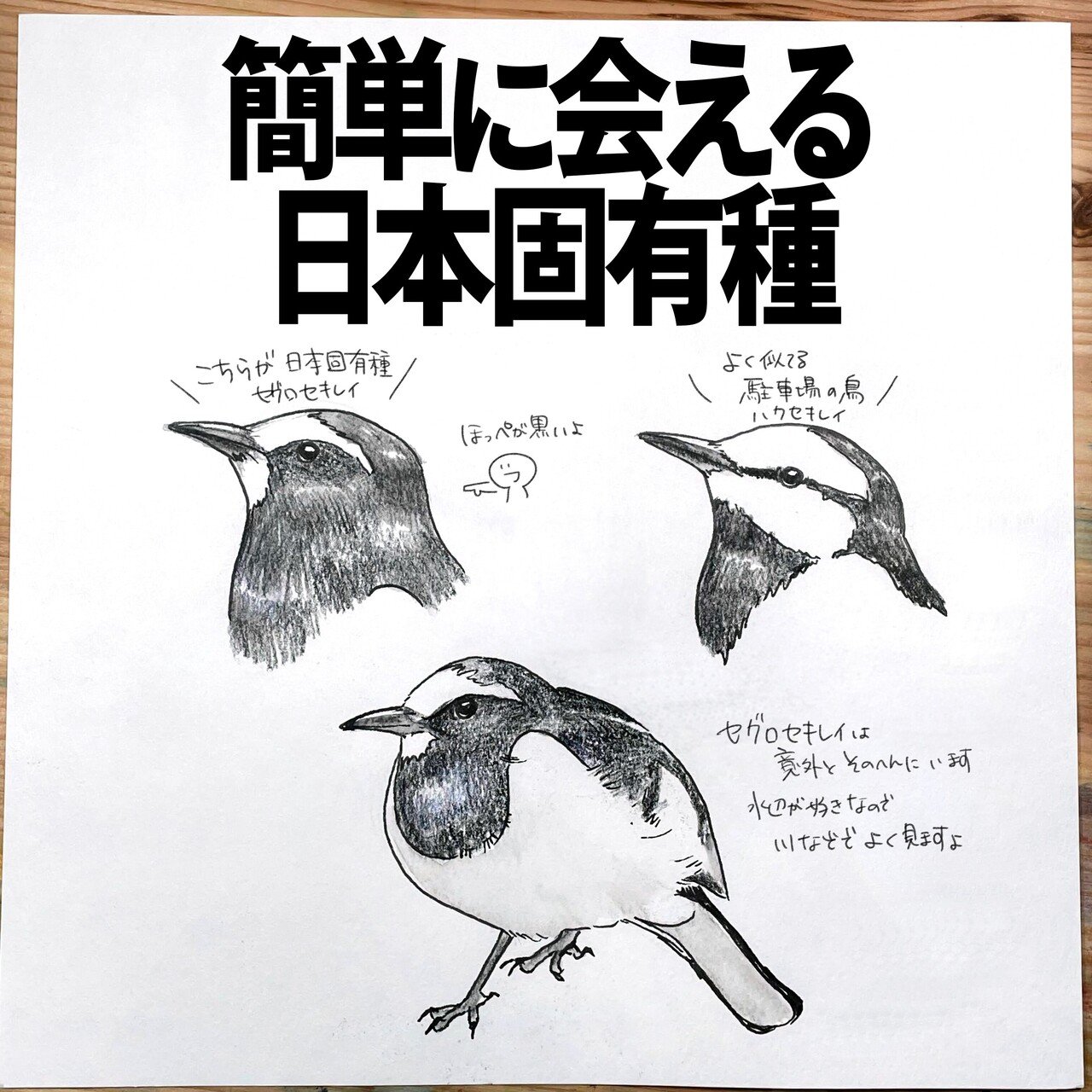 簡単に出会える日本固有種 セグロセキレイ 自然ガイドのネタ帳 くますけ Note