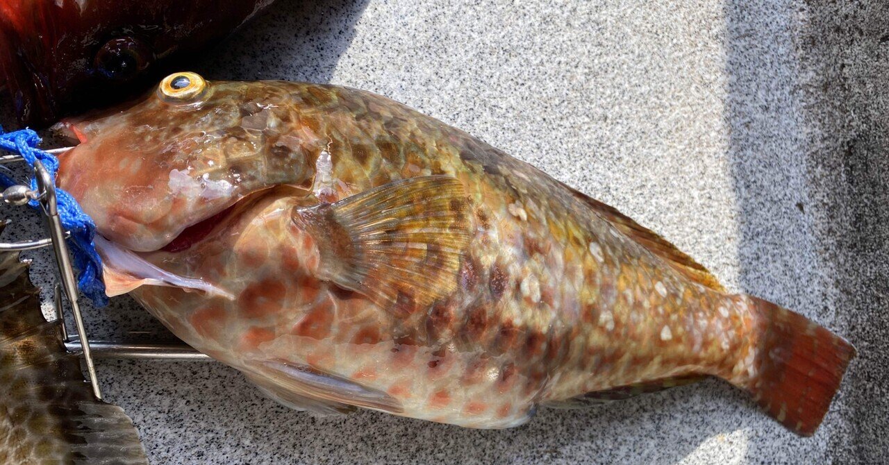 ブダイを食べる Shinmr Note ブダイを食べる Shinmr Note