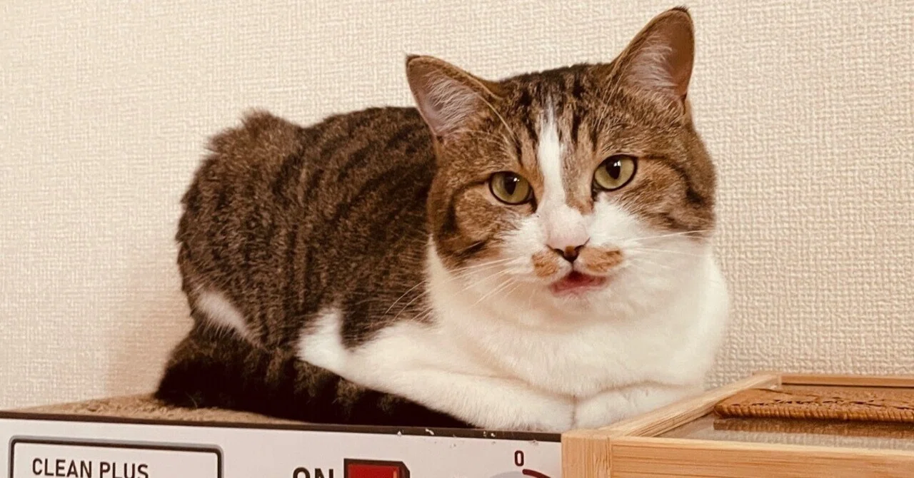 猫との引越し〜準備編〜｜ねこしるぞー