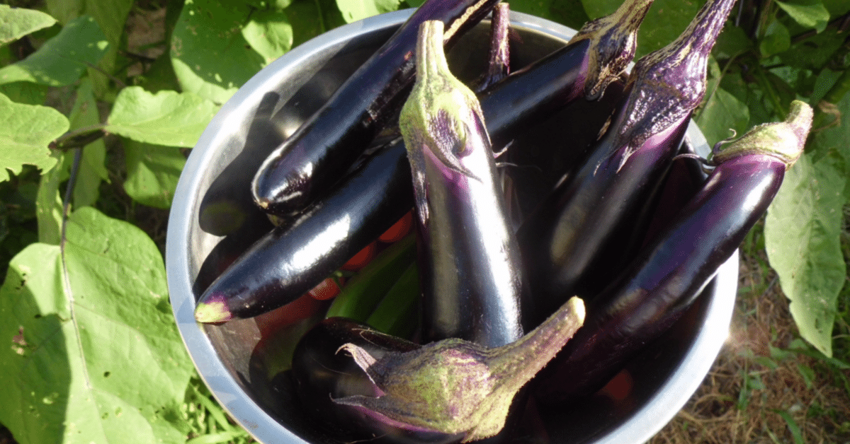 自然栽培でナスを成功させる｜廣瀬豪＠自然栽培研究家