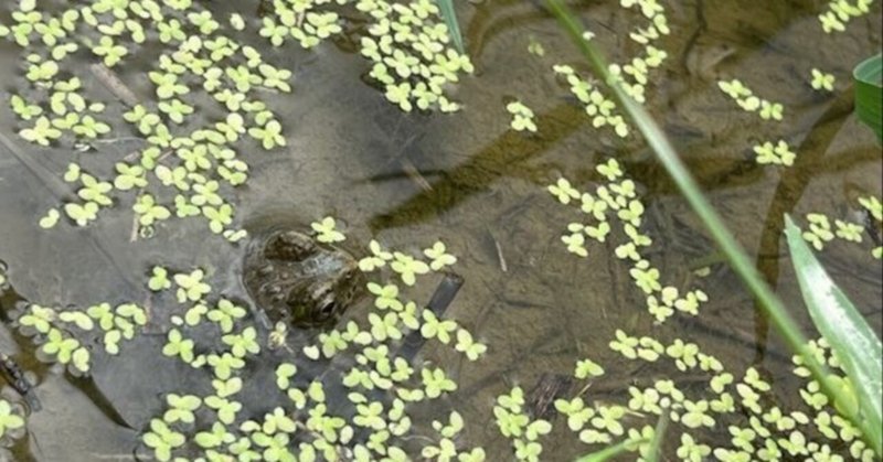 2022.7.9 田んぼの水管理のレクチャーと生物確認