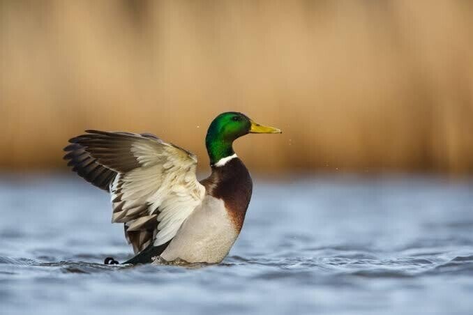 台湾鍬形虫自然観察図鑑4 台湾鍬形虫自然観察図鑑4 台湾鍬形虫自然観察
