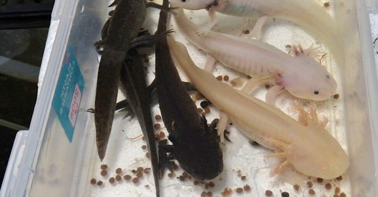 共同研究紹介 メダカの背曲がり変異と原因因子の解明 ウ パ ル パ 研究室 はるらぼ Note 共同研究紹介 メダカの背曲がり変異と原因因子の解明 ウ パ ル パ 研究室 はるらぼ Note