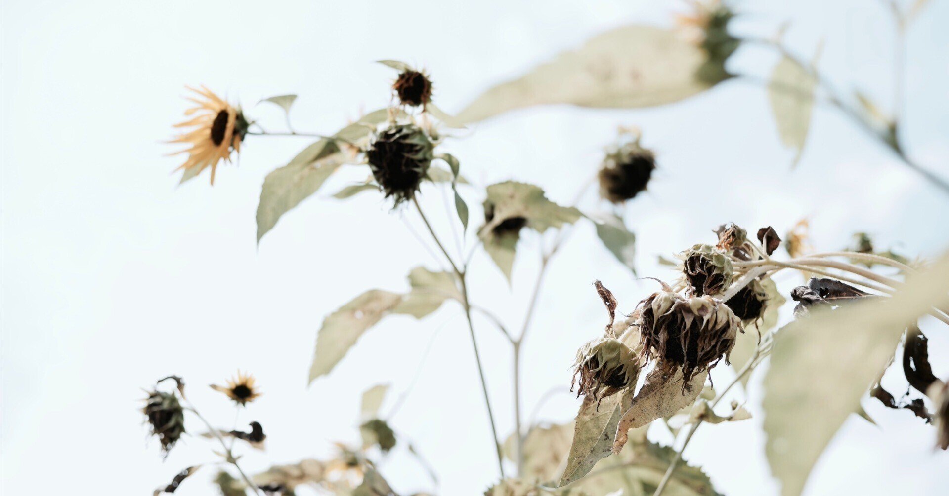 晩夏の向日葵 季節花人 Shoko Kondo Note 晩夏の向日葵 季節花人 Shoko Kondo Note