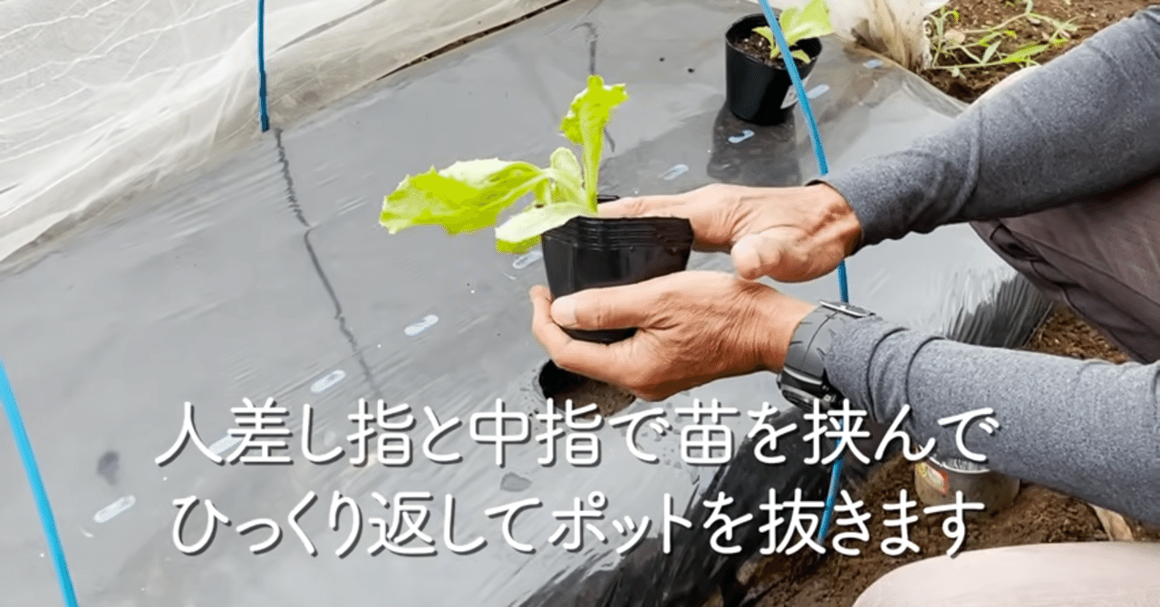 家庭菜園 玉レタスの栽培方法のポイントをご紹介 井上寅雄農園 井上隆太朗 Note