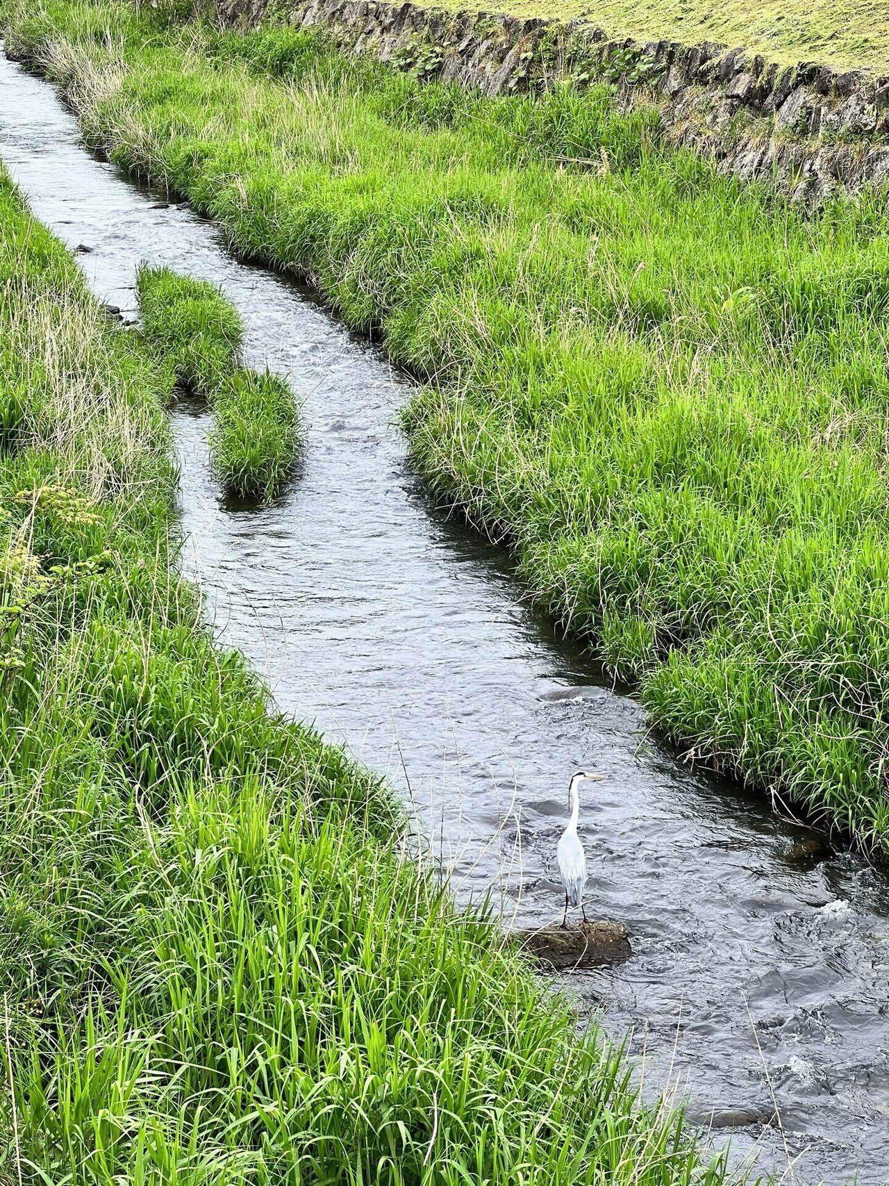 北陸旅へgo_5月◇17一乗谷朝倉氏遺跡その2｜ぷく助雑記🍀