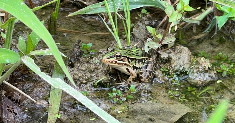 2022.08.21 田んぼの生き物新顔発見＆イノシシ被害