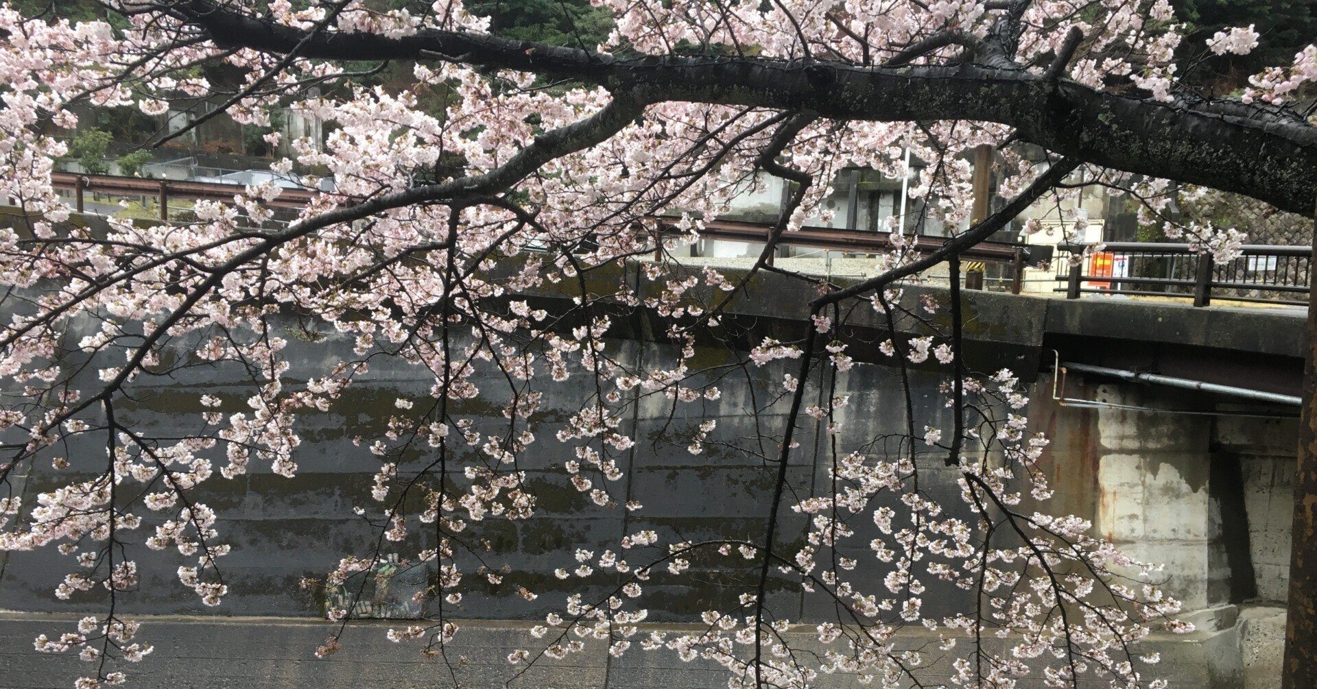 桜旅行その40 湯の山温泉 三重県菰野町 ジョウケン Note 桜旅行その40 湯の山温泉 三重県菰野町 ジョウケン Note