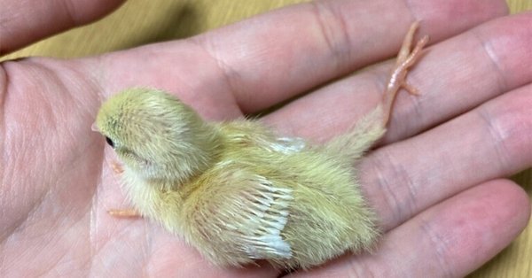 ひめうずら飼育カリキュラム｜ひめうずら研究室｜note