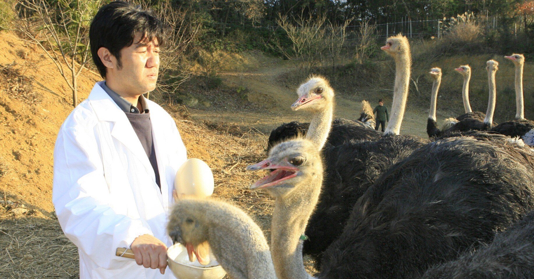 えっ 神戸にダチョウ牧場 神戸新聞公式 うっとこ兵庫