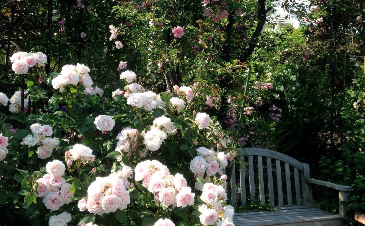 花屋日記 15 鉢物なんて大っ嫌い 切島カイリ Note